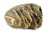 Partial Woolly Mammoth Molar - North Sea Deposits #295862-7